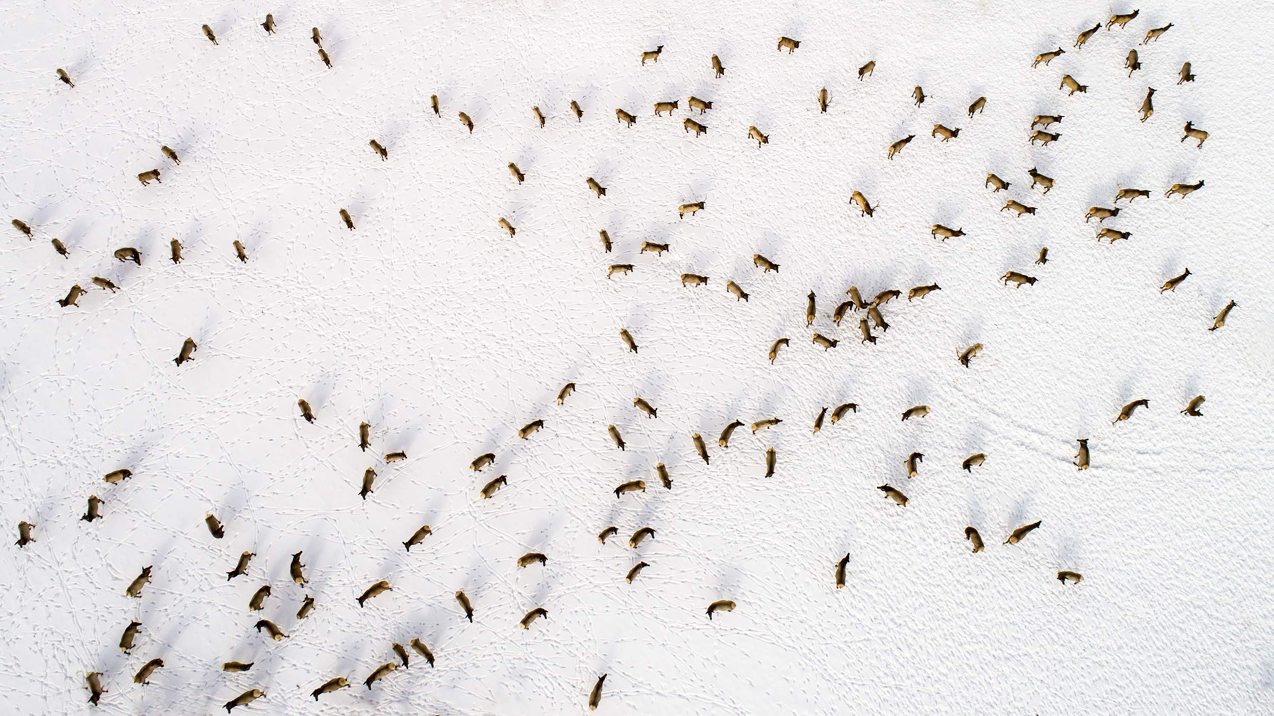 Aerial view of a herd of elk in the snow | Scott Gable industrial photographer