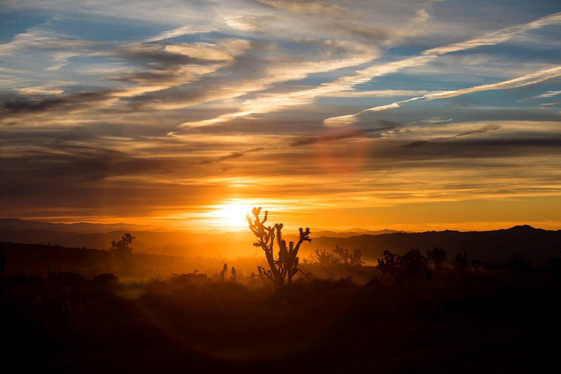 JOSHUATREE