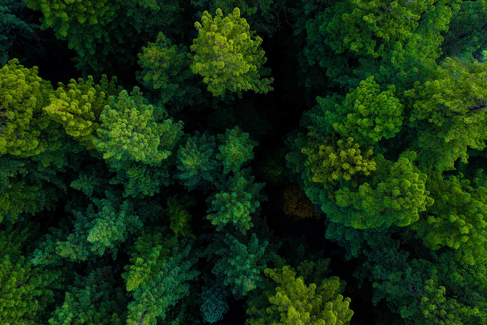 REDWOODS