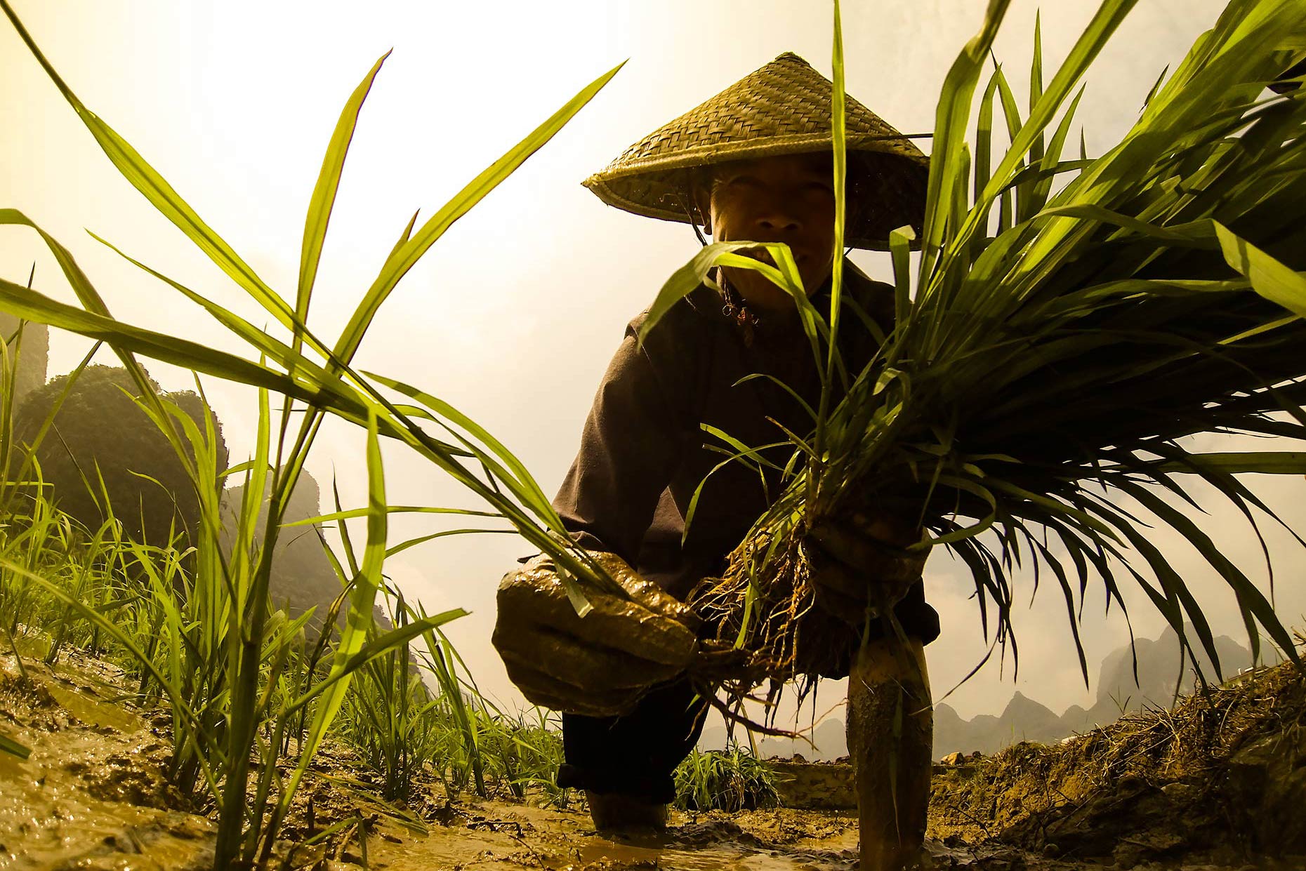 Rice-farmer-china