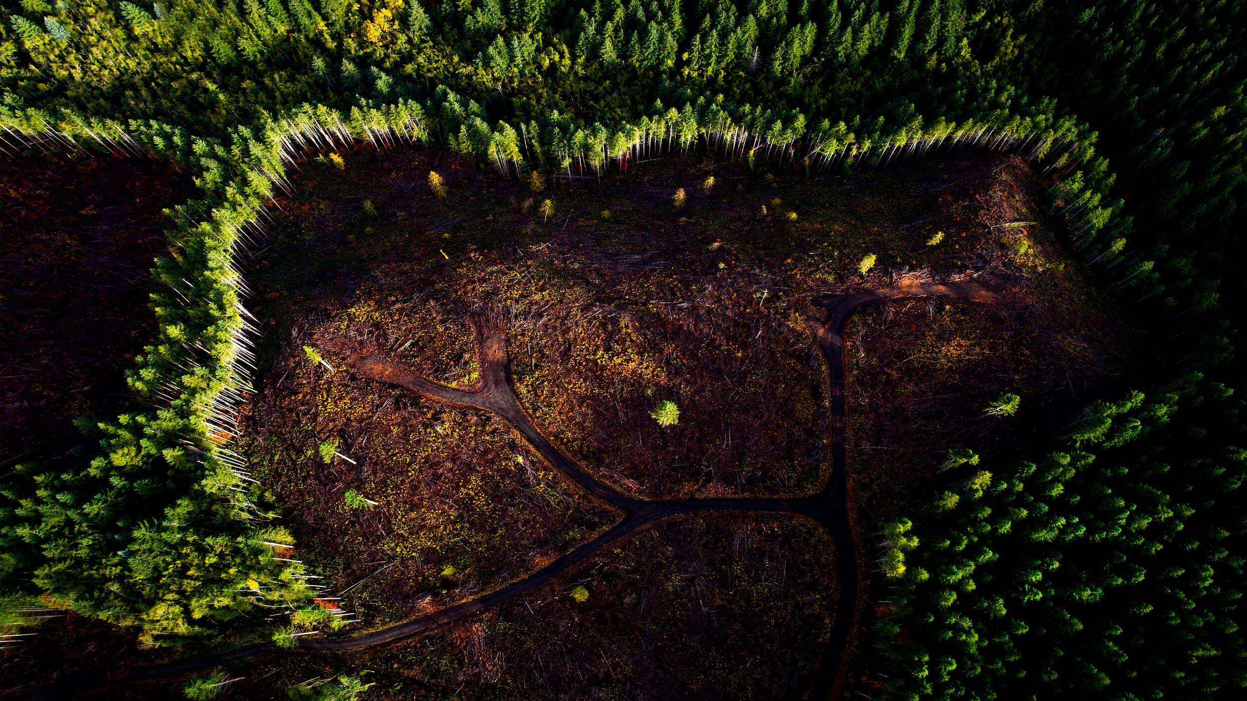 Aerial view of a logging site | Scott Gable industrial photographer