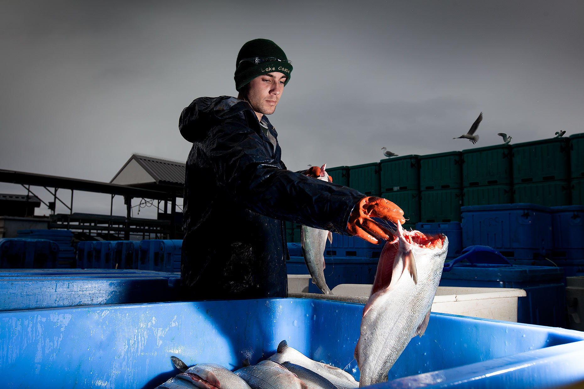 alaska-loading-fish-cannery Alaskan Salmon Run Scott Gable