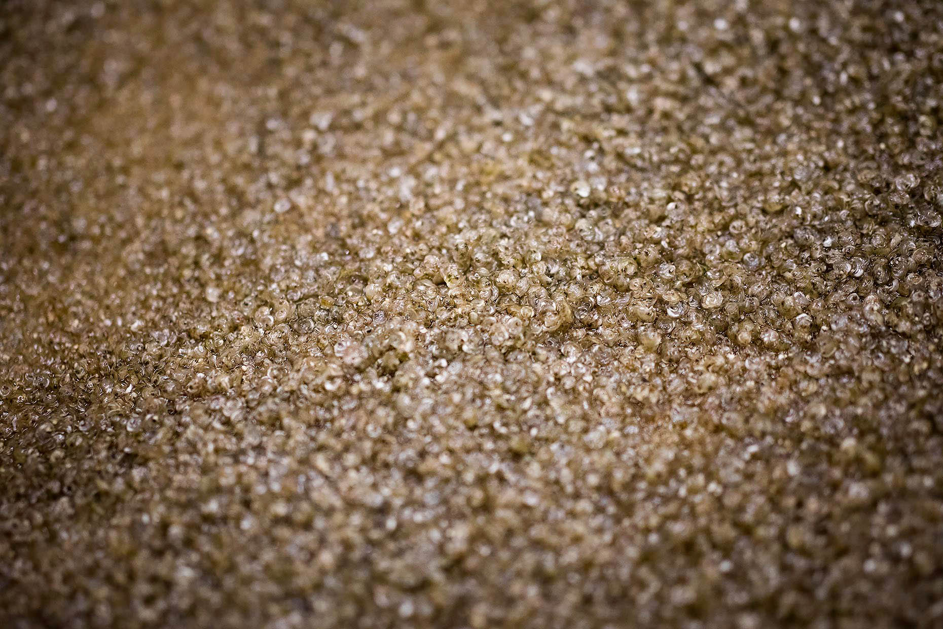 closeup-oyster-baby.final