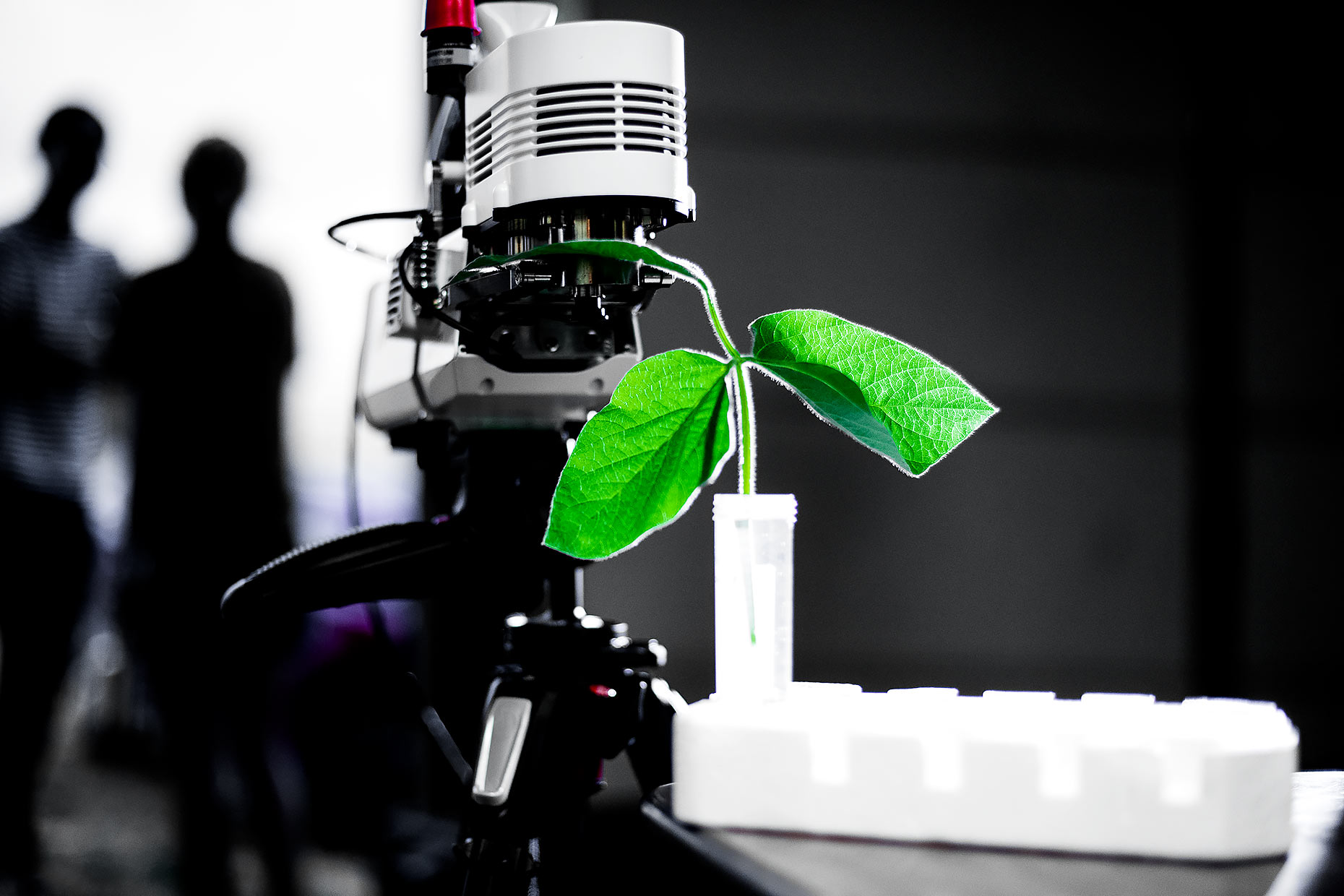 Plant sample in test tube with microscope |  Scott Gable industrial photographer