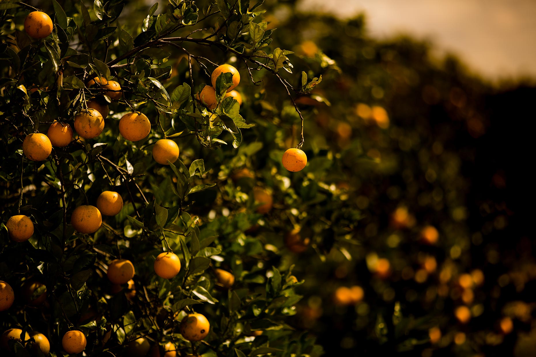 oranges-on-the-tree