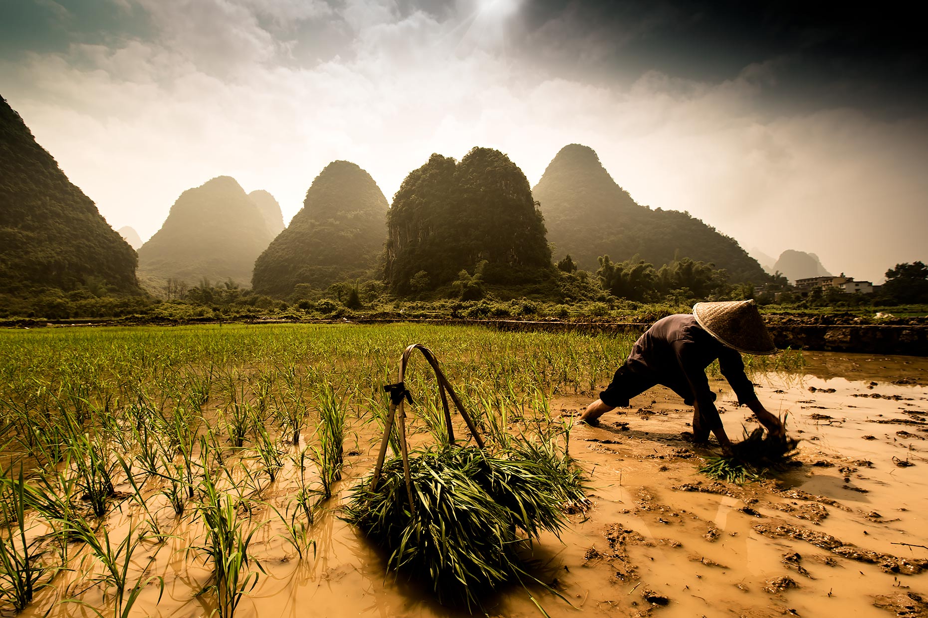 rice farm china  | Scott Gable is an advertising and editorial photographer providing photography and video to corporate, industrial, medical and bio-science clients worldwide.